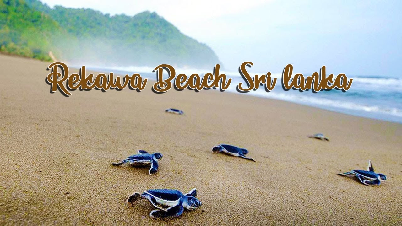 Rekawa Beach Sri Lanka