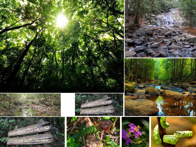 Sinharaja Rain Forest